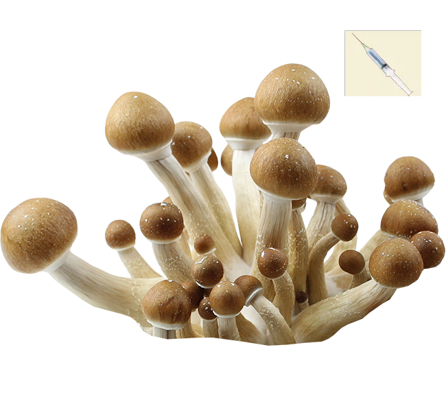 Psilocybe Cubensis Hawaiian Esporas Jeringa